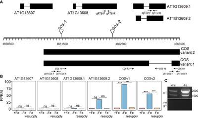 CAN OF SPINACH, a novel long non-coding RNA, affects iron deficiency responses in Arabidopsis thaliana